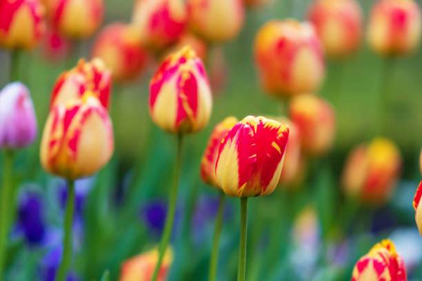 橙红色花朵条纹背景图案
