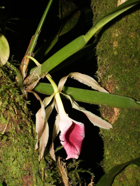 中美洲兰花