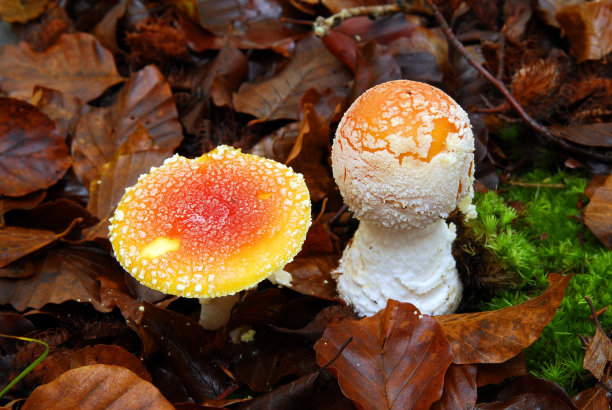 toadstool