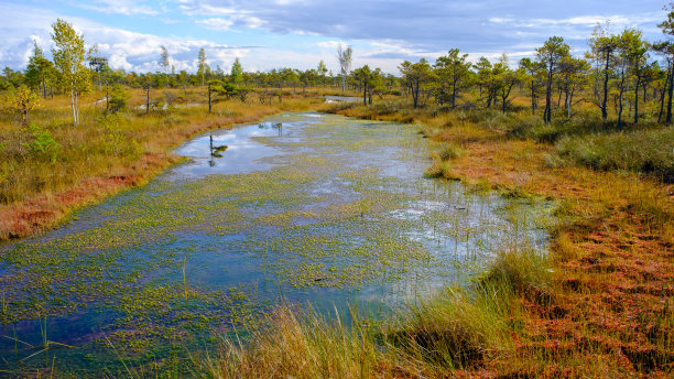marsh
