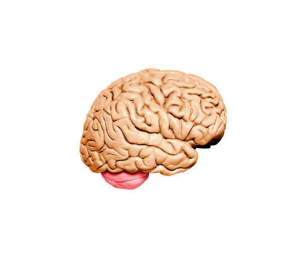 cerebrum
