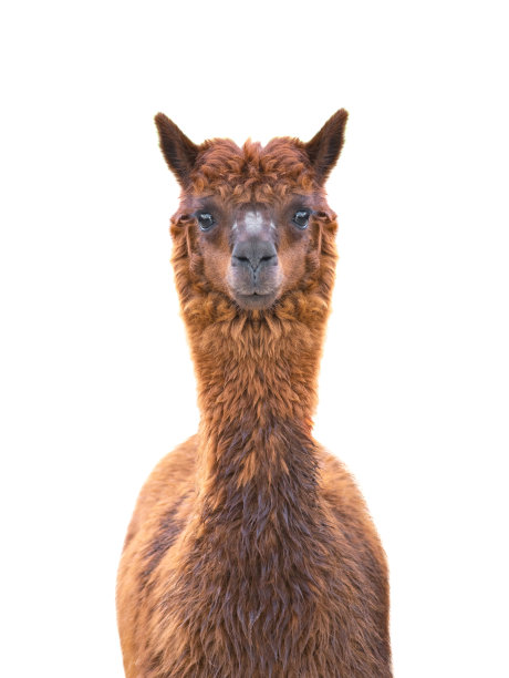 alpaca