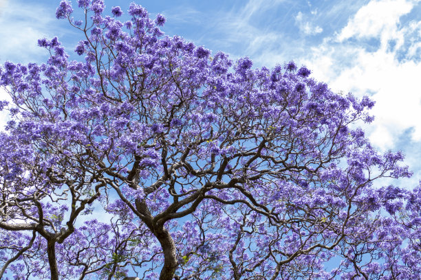 jacaranda