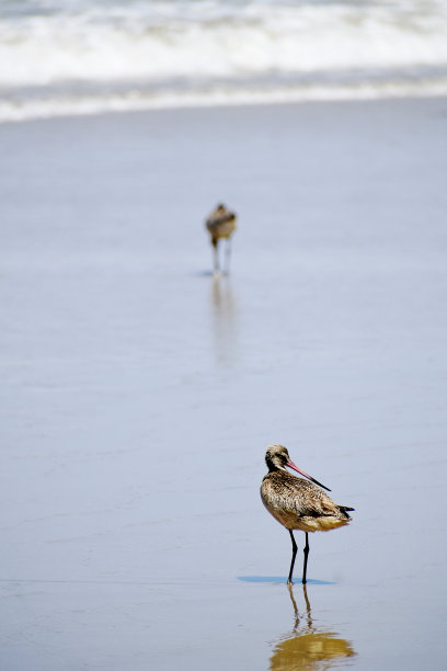limosa