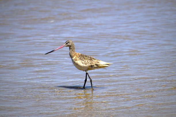 limosa