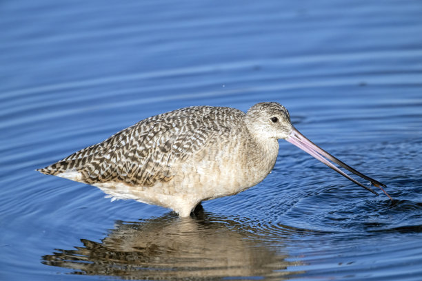 limosa