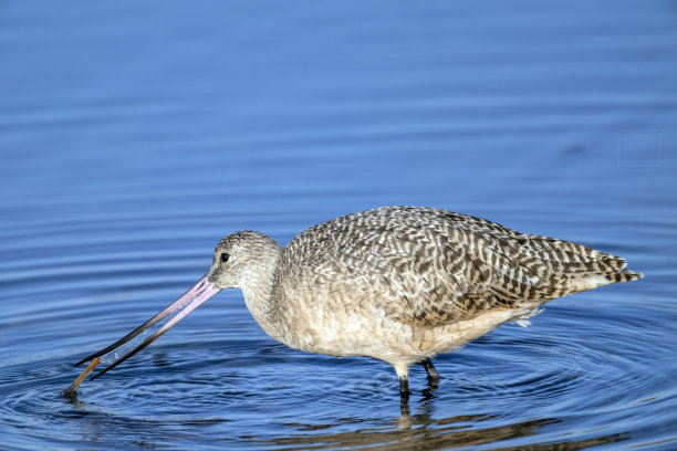 limosa