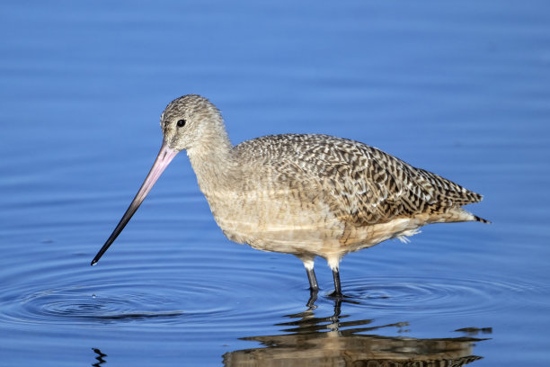 limosa