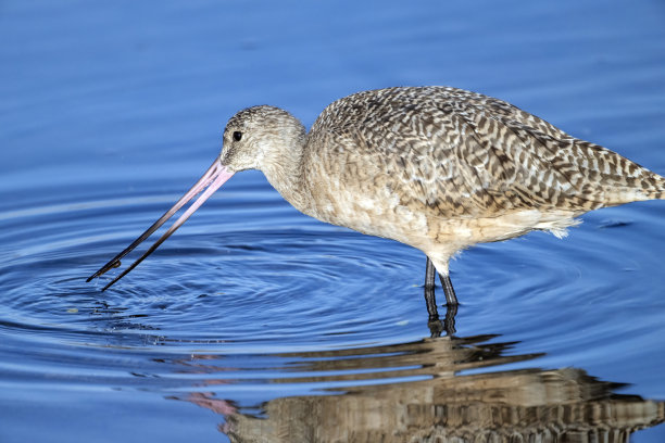 limosa