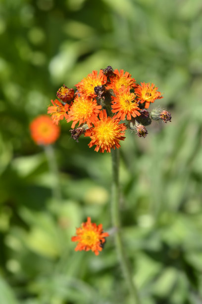 hawkweed