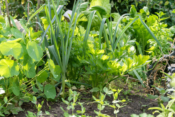 celery