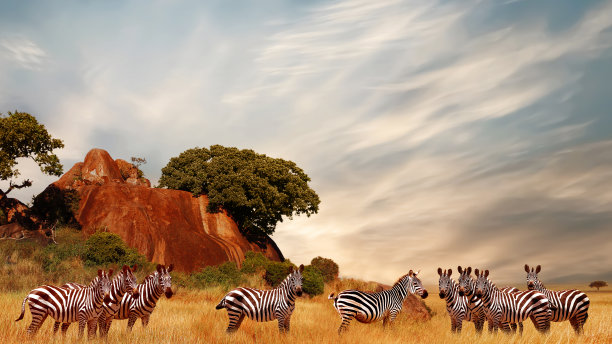 zebra