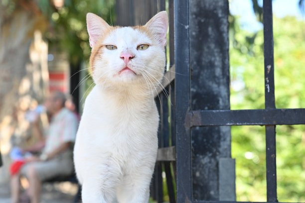 stray