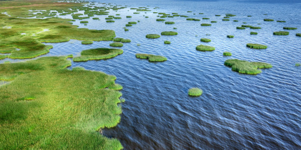 wetland