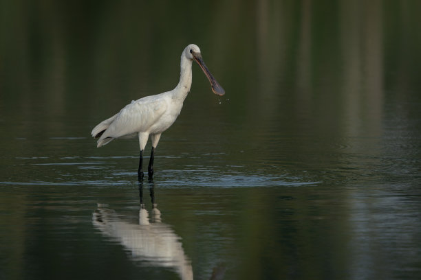 spoonbill