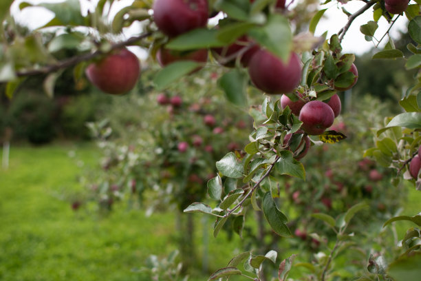 ripe