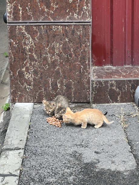 stray