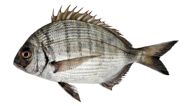 snapper