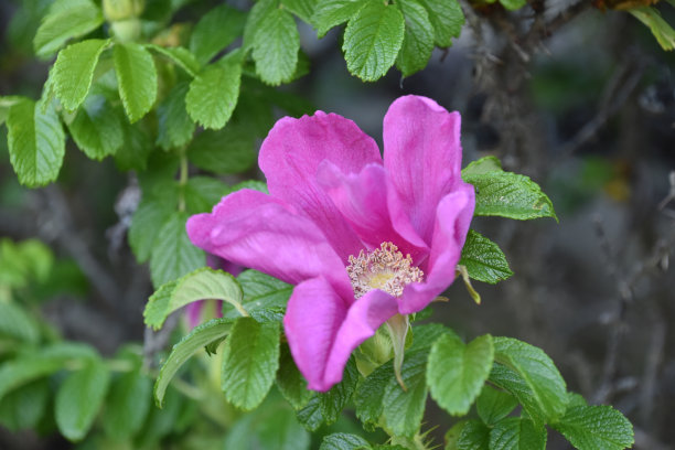 rugosa