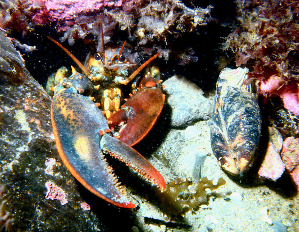 crustacean