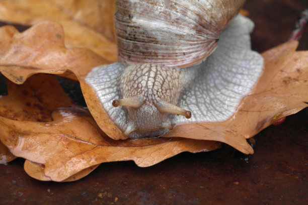mollusk