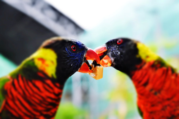lorikeets