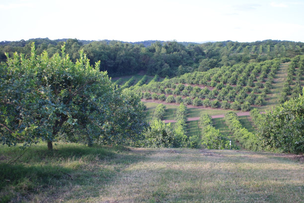 plantation