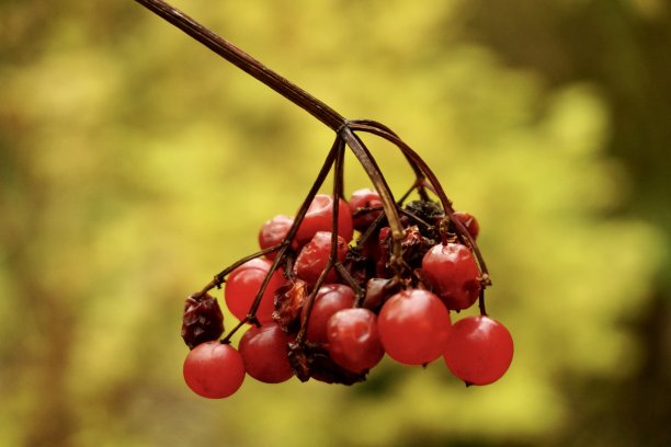 viburnum