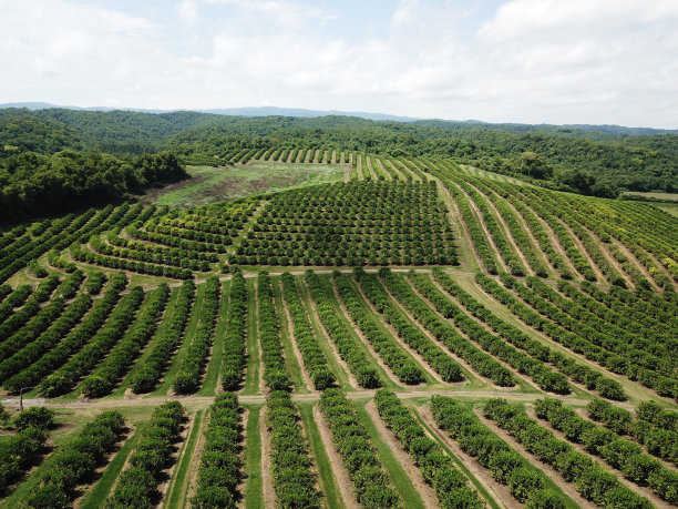 plantation