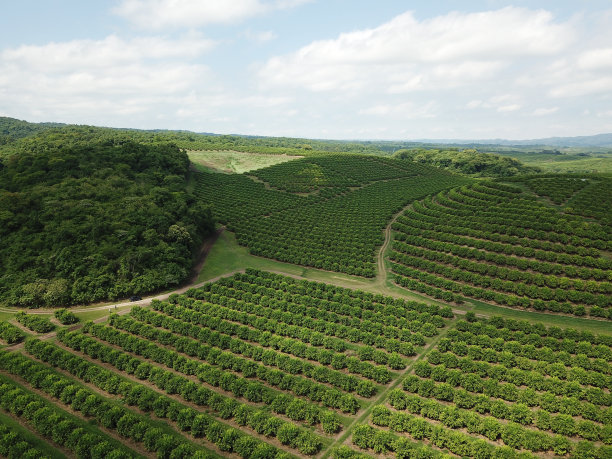 plantation