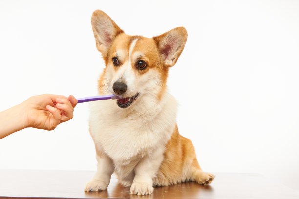 纯种犬,犬科,威尔士柯基犬