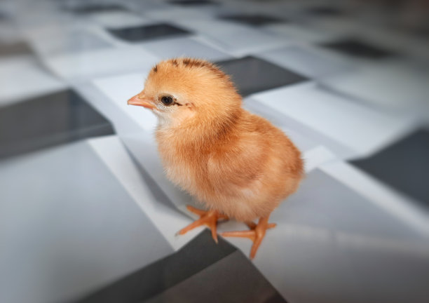 cock