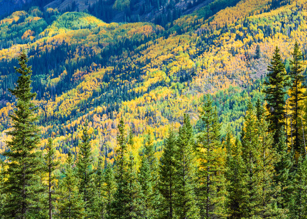 aspen