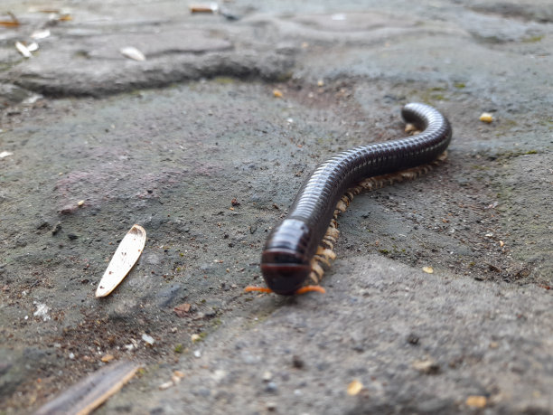 millipede