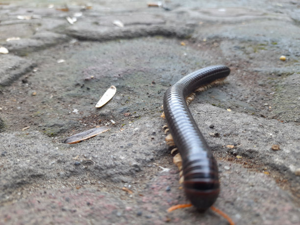 millipede