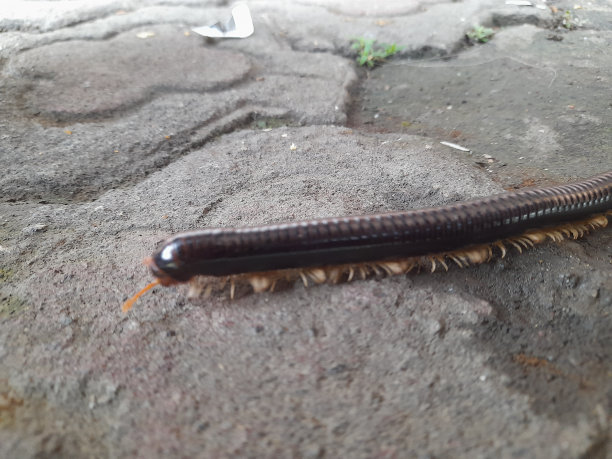 millipede