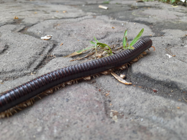 millipede
