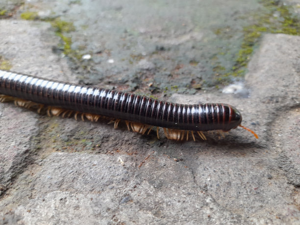 millipede