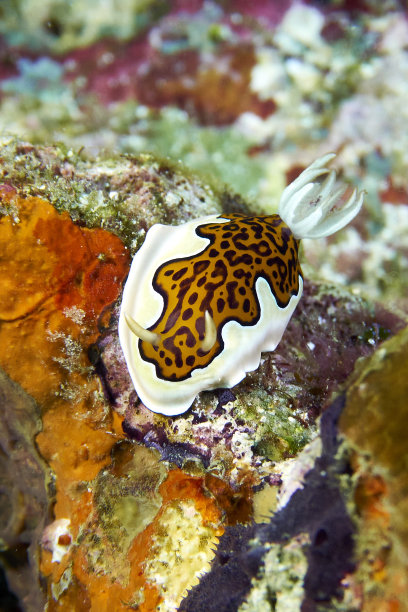 mollusk