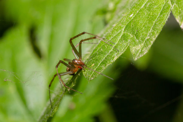arachnid