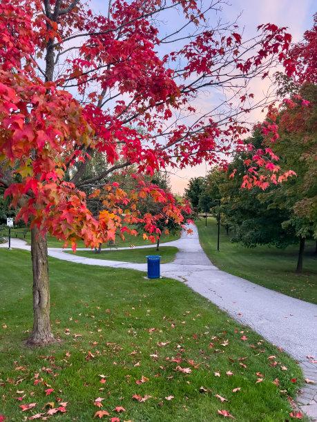 maple