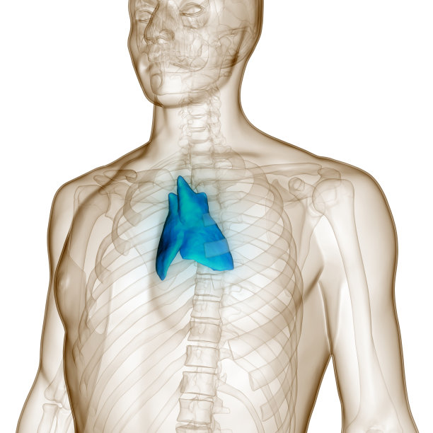 thymus