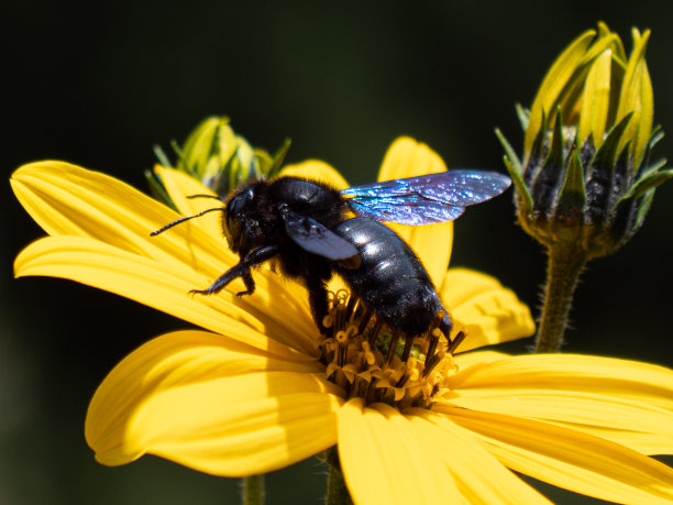 pollination