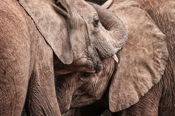 pachyderm
