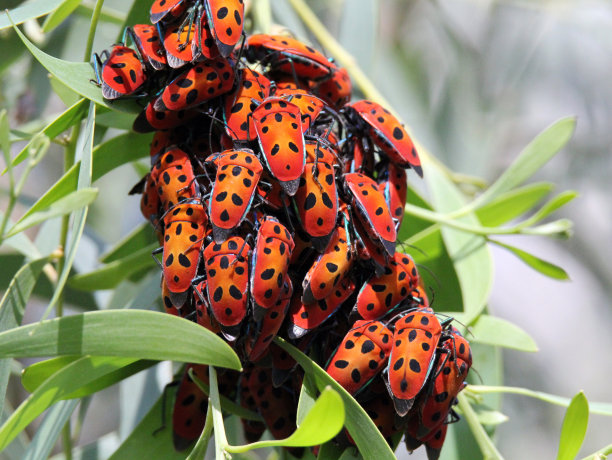 swarm