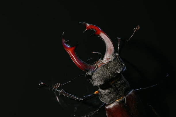 lucanus