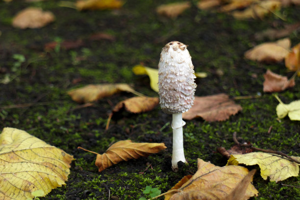 coprinus
