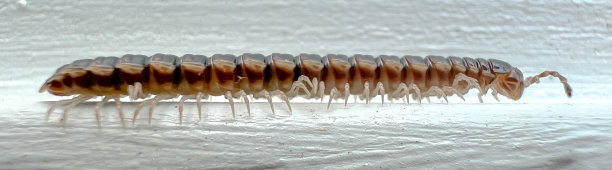 millipede