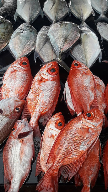 snapper