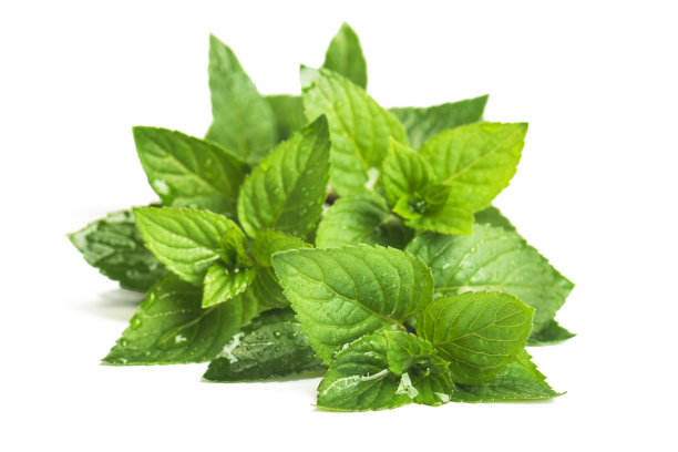 spearmint